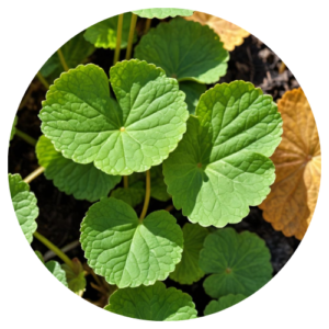 Gotu Kola Leaf