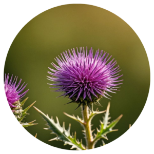 Milk Thistle
