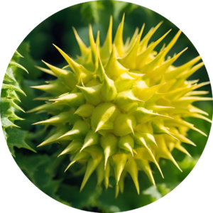 Tribulus Fruit